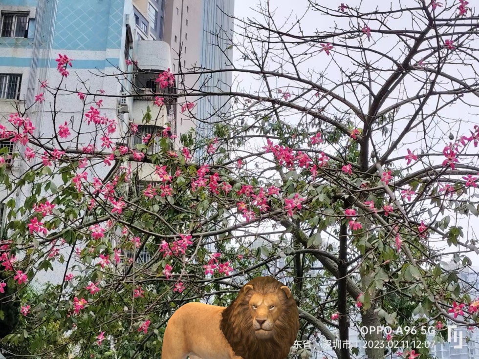���ɡ���ĩ2023-02-Lion&amp;King΢��ͼƬ_20230213065608.jpg